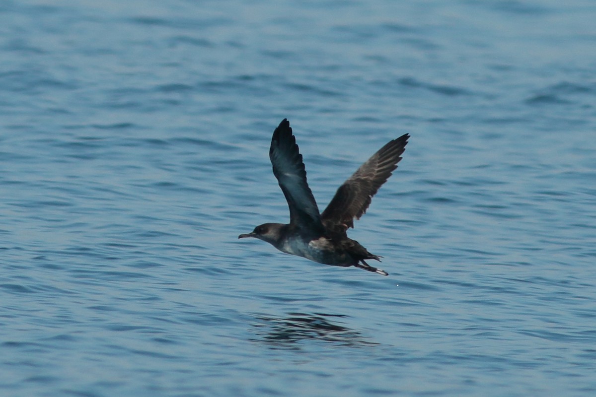 Balearic Shearwater - ML262031551
