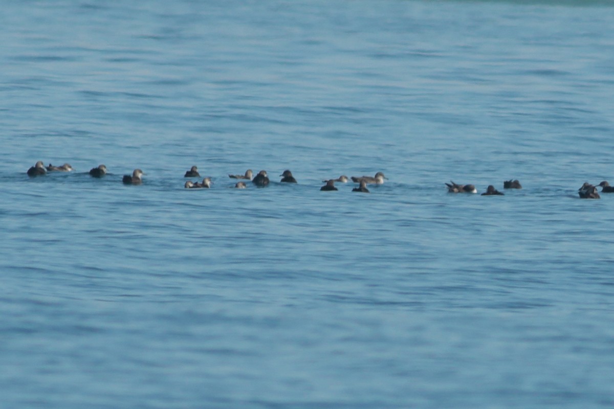 Balearic Shearwater - ML262031621
