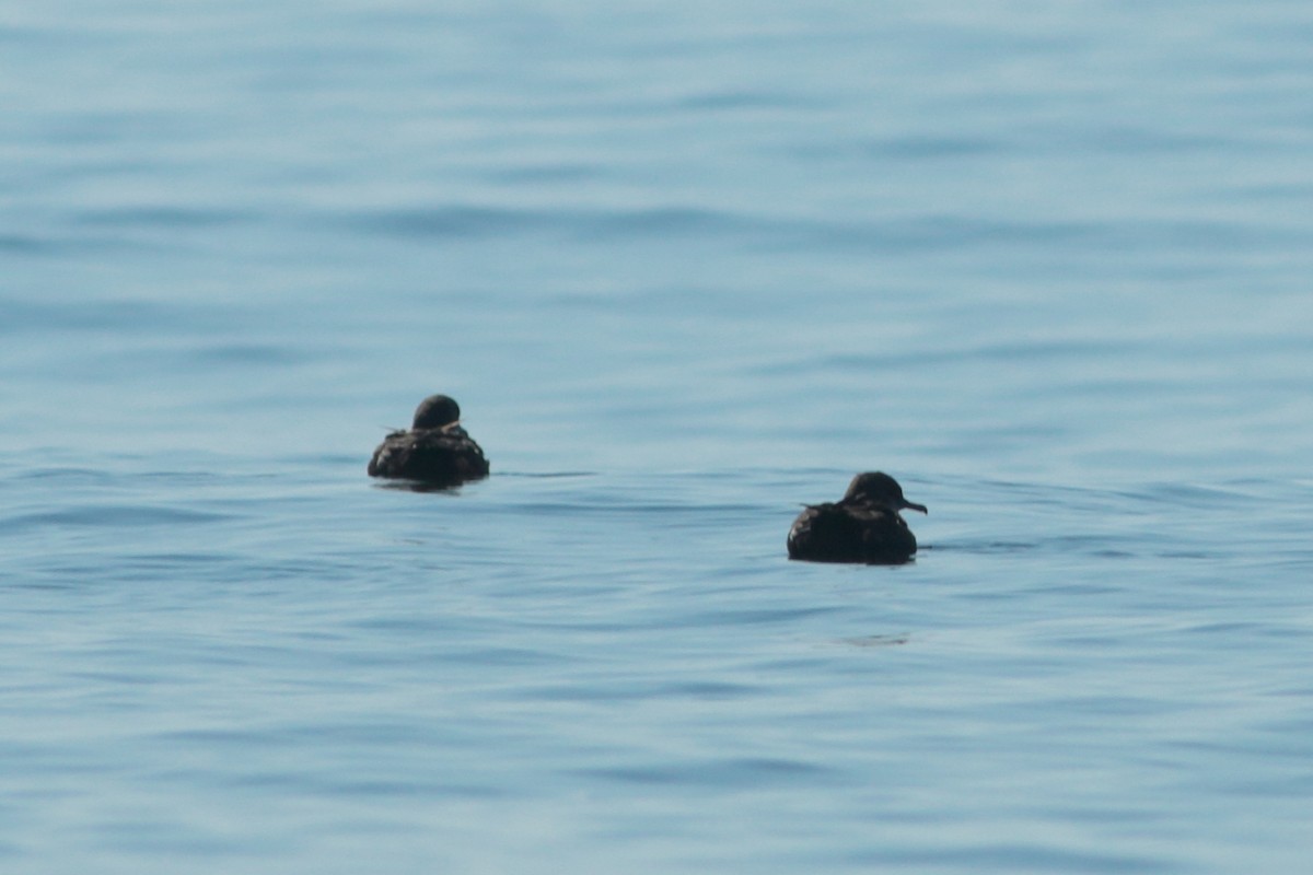 Balearic Shearwater - ML262031631