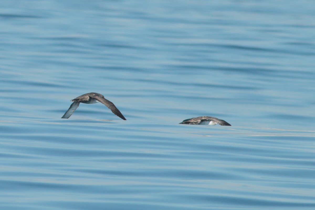 Balearic Shearwater - ML262031661