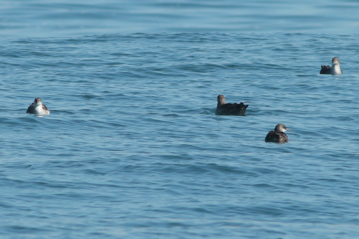 Balearic Shearwater - ML262031751