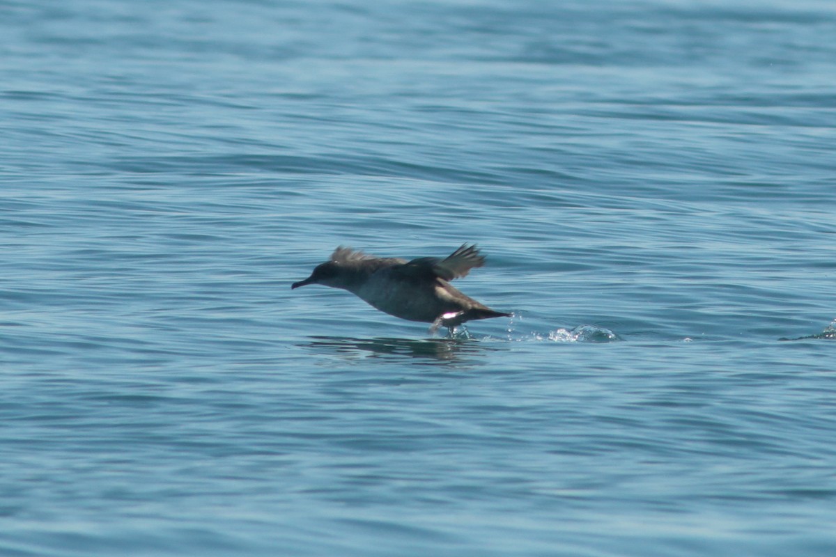 Balearic Shearwater - ML262031781