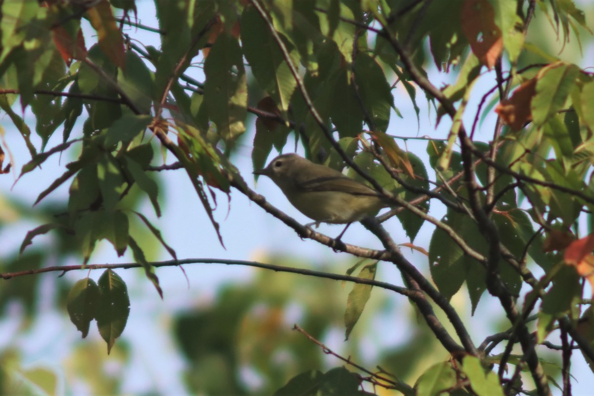 Warbling Vireo - ML262032961