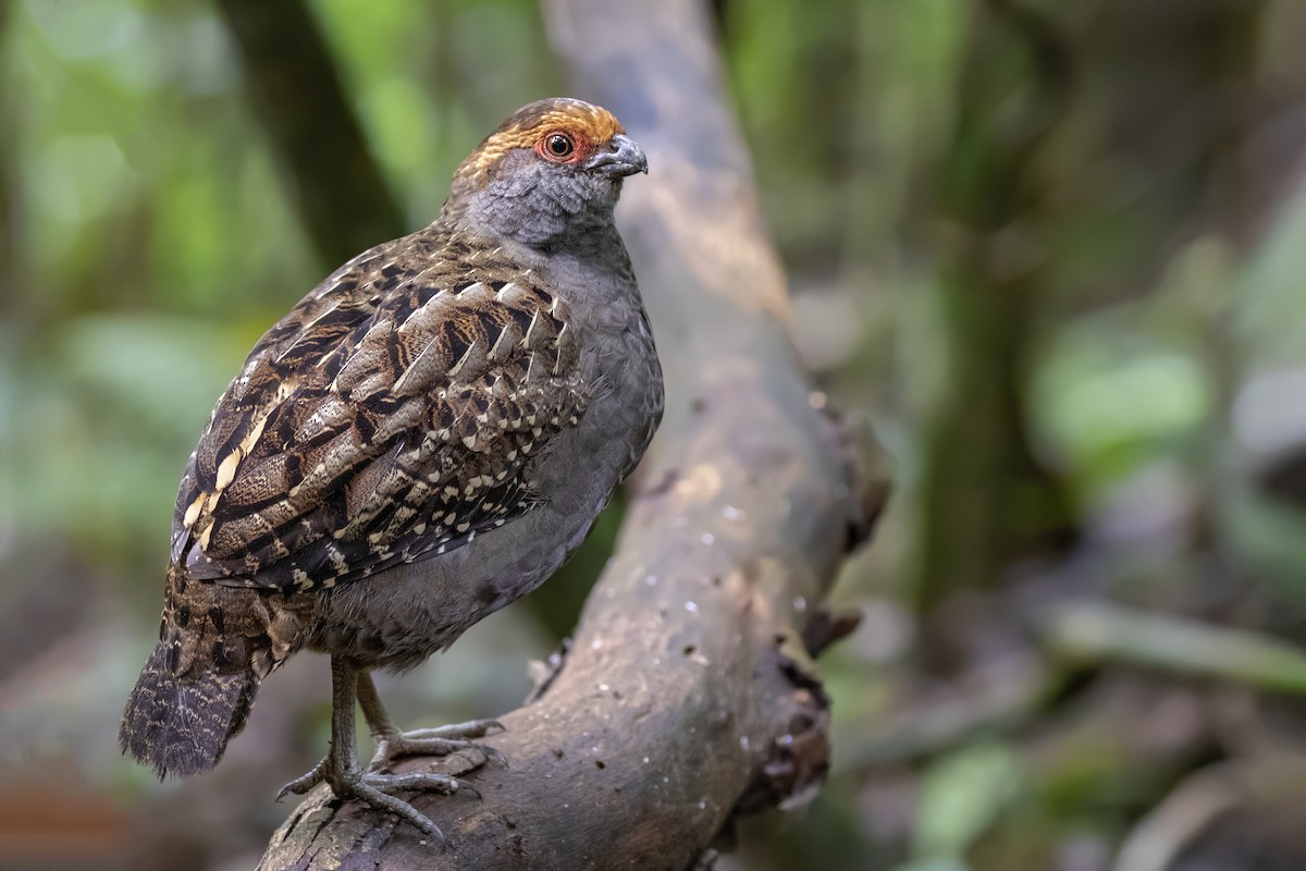 Spot-winged Wood-Quail - Caio Brito | Brazil Birding Experts