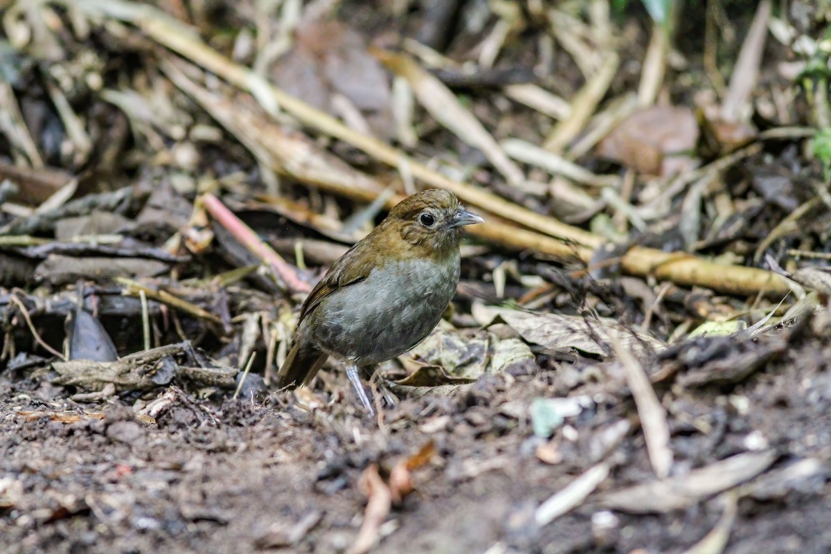 Urrao Antpitta - ML262033671