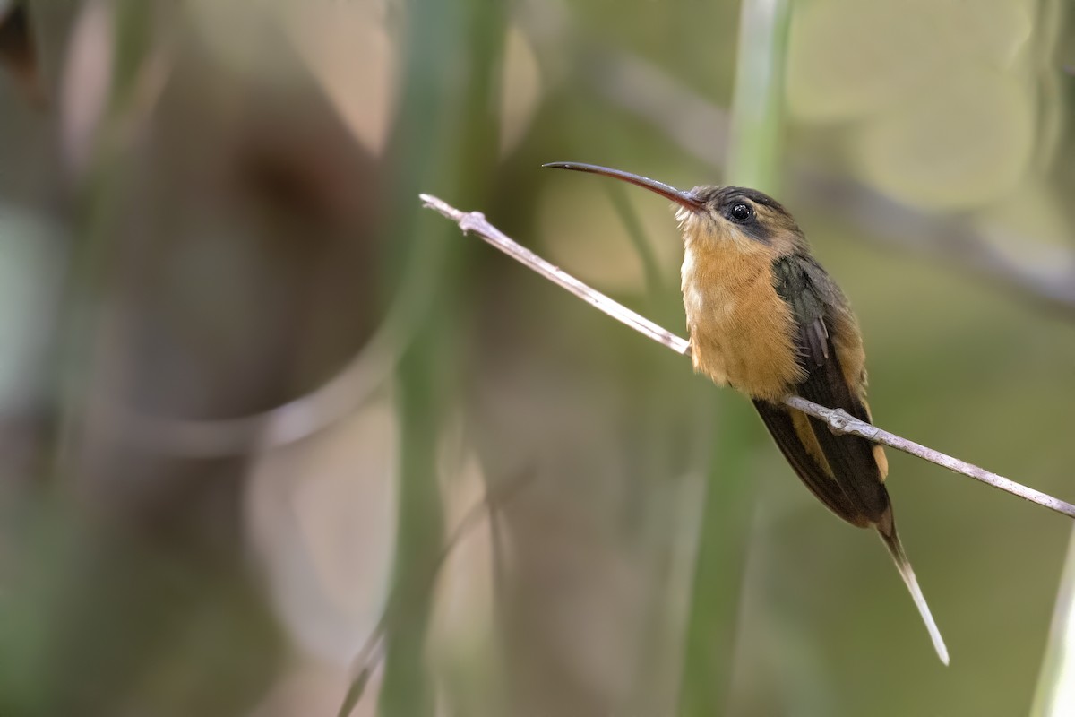 Needle-billed Hermit - Caio Brito