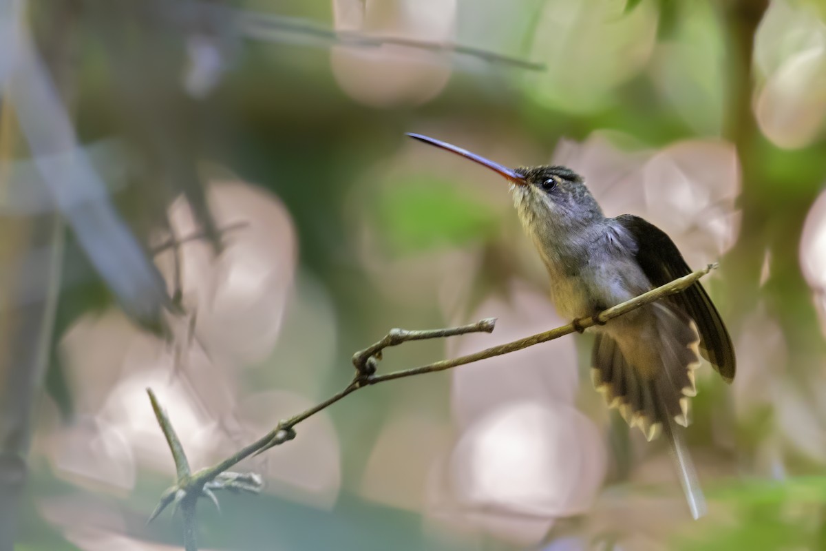 Great-billed Hermit - Caio Brito