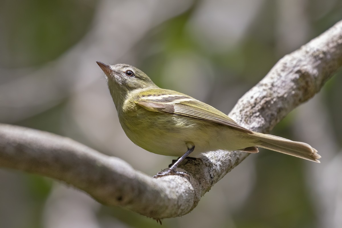 Reiser's Tyrannulet - Caio Brito