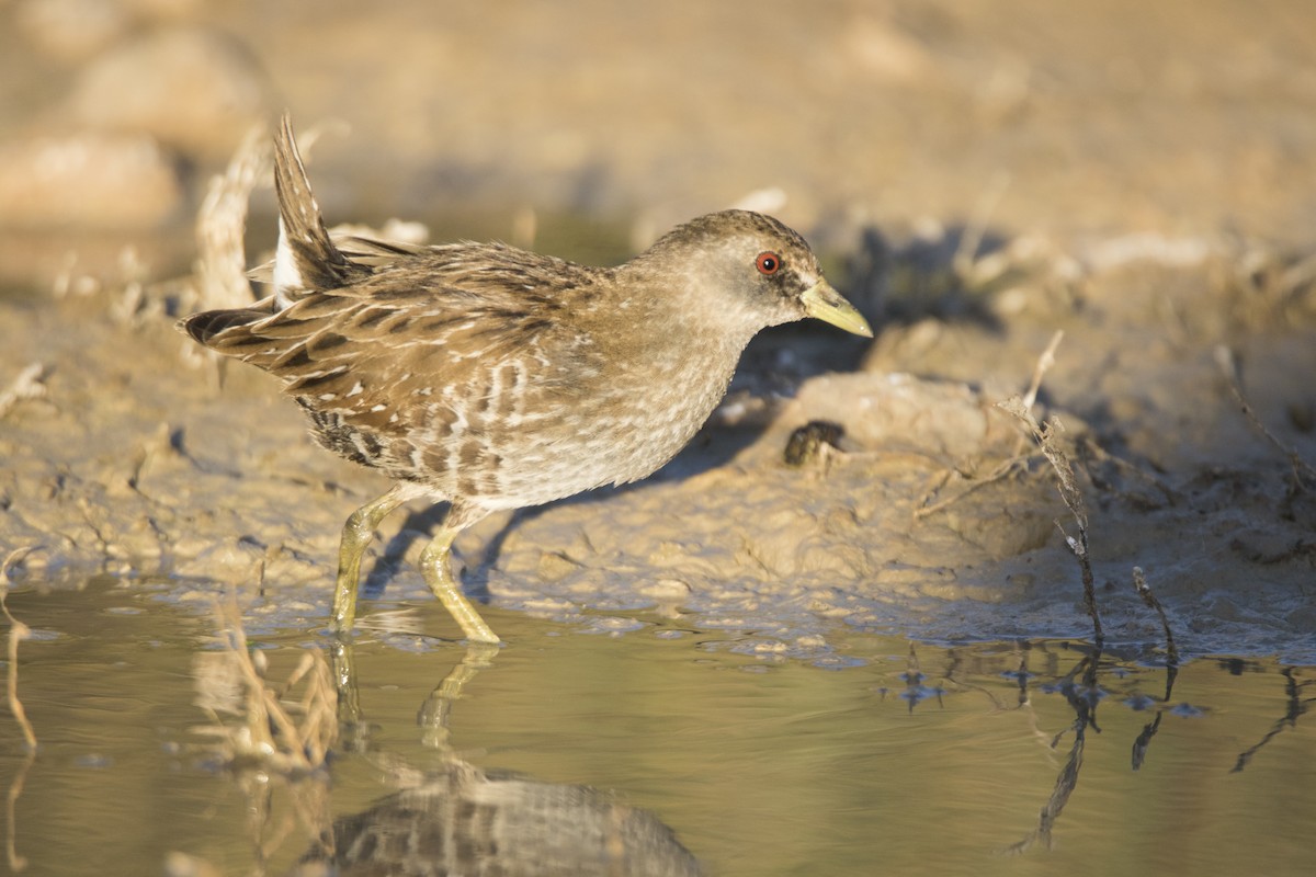 Australian Crake - John Cantwell