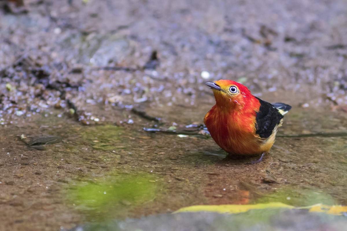 Band-tailed Manakin - Caio Brito