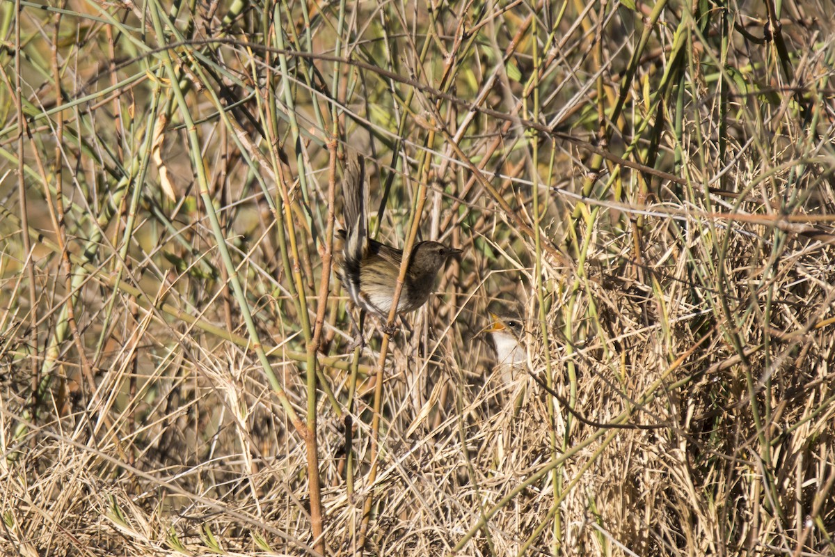 Little Grassbird - John Cantwell