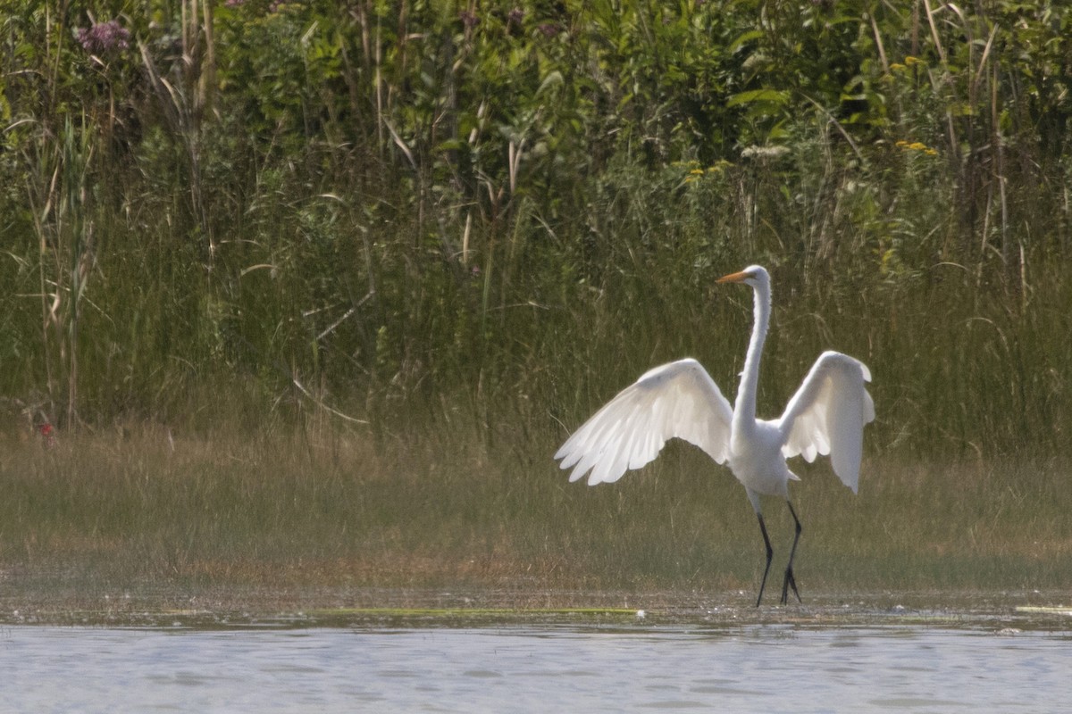 Great Egret - Michael Bowen