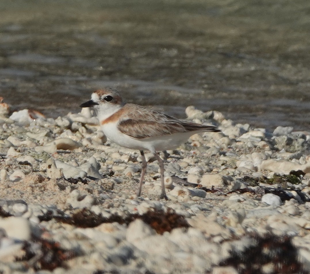 Malaysian Plover - ML262038341