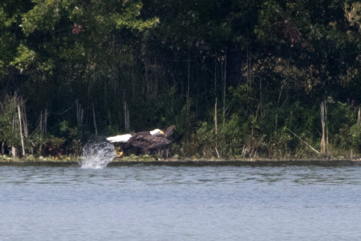 Bald Eagle - ML262038601