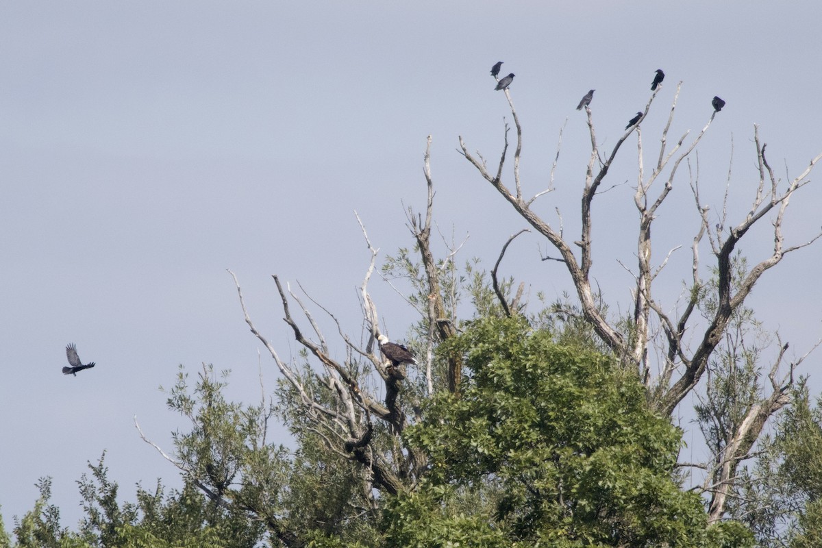 American Crow - ML262038831