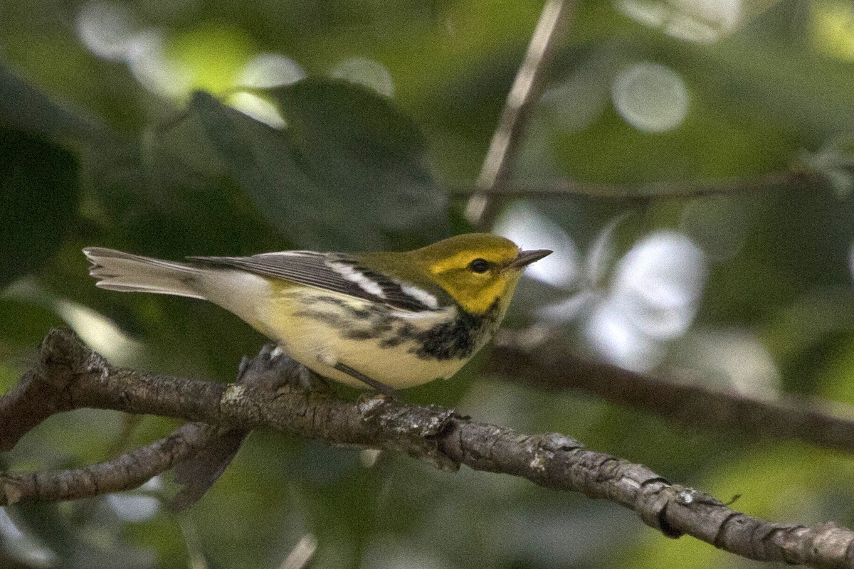 Black-throated Green Warbler - Michael Bowen