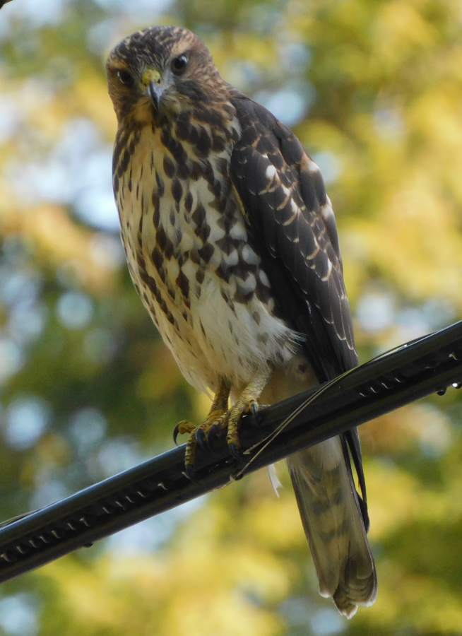 Broad-winged Hawk - ML262039791