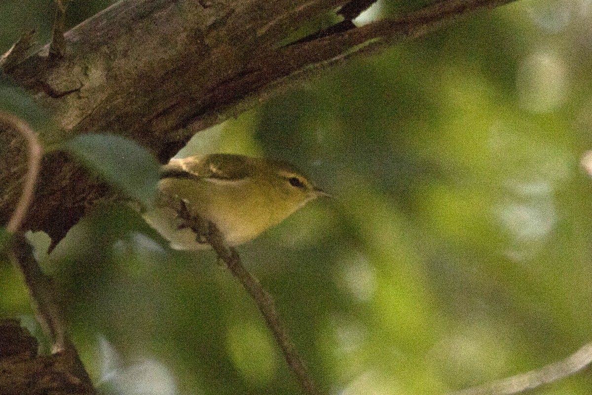 Tennessee Warbler - Michael Bowen