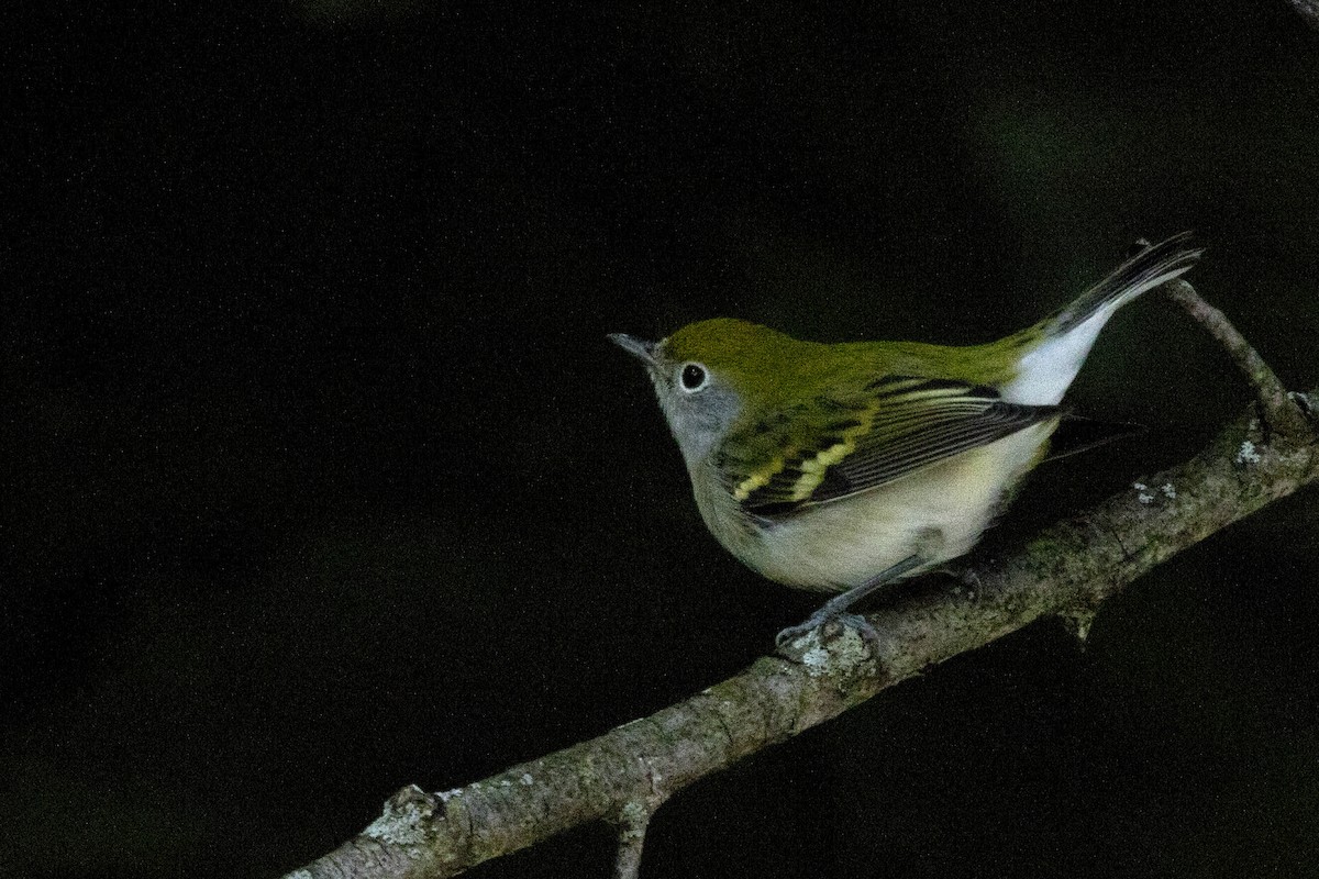 Chestnut-sided Warbler - Michael Bowen