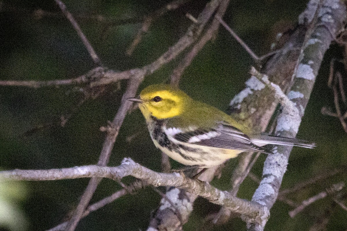 Black-throated Green Warbler - ML262040351