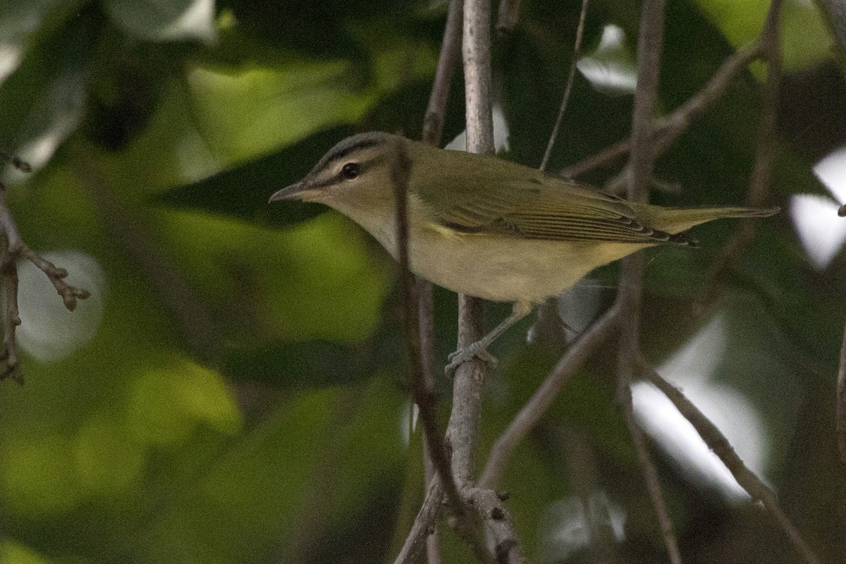 rødøyevireo - ML262040511