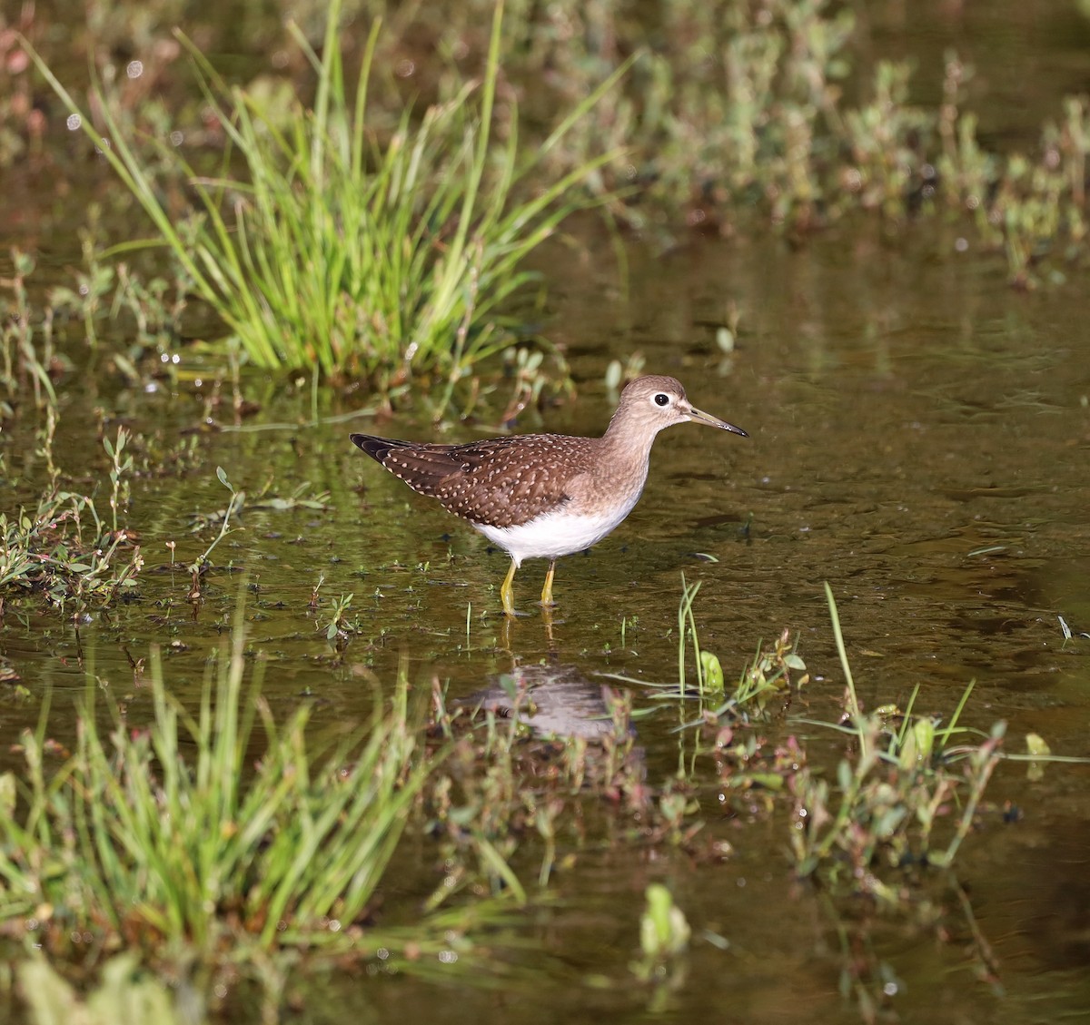 Solitary Sandpiper - ML262040581