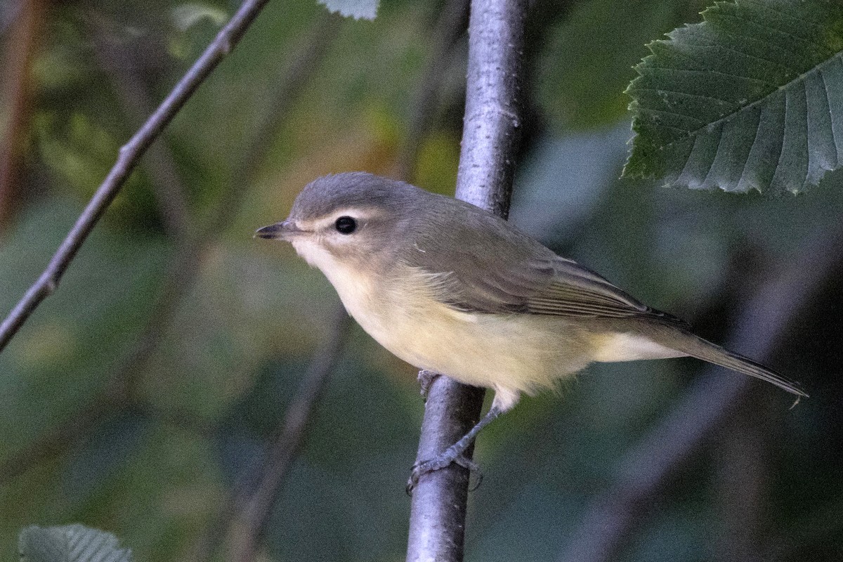 Warbling Vireo - ML262040811