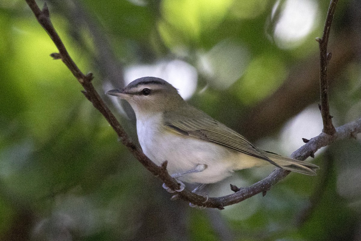 Red-eyed Vireo - Michael Bowen