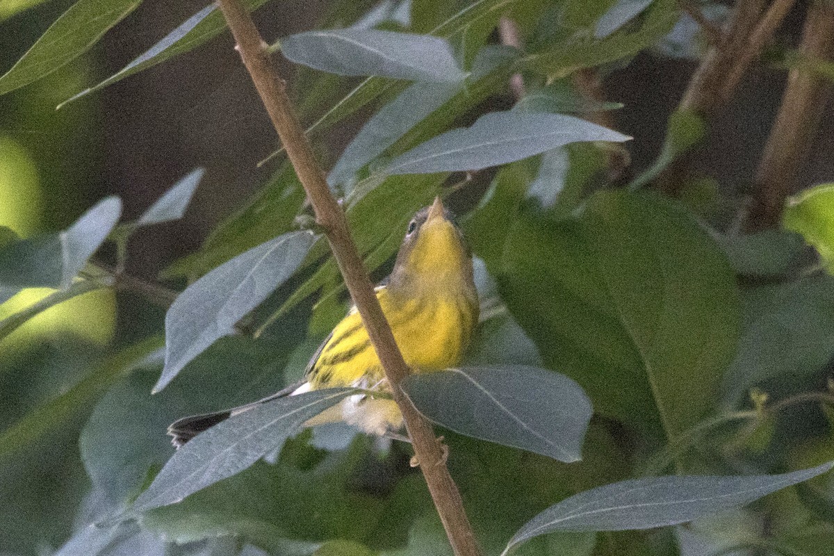 Magnolia Warbler - Michael Bowen