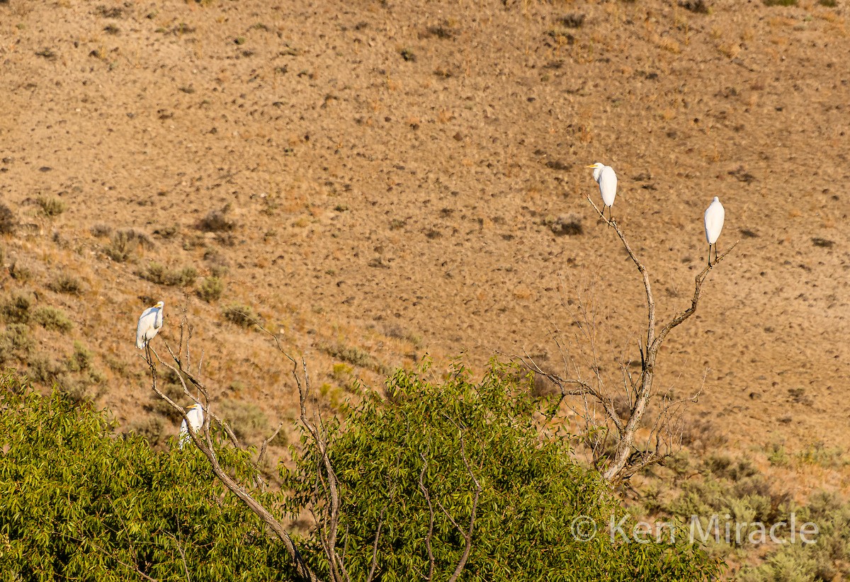 Great Egret - ML262041471