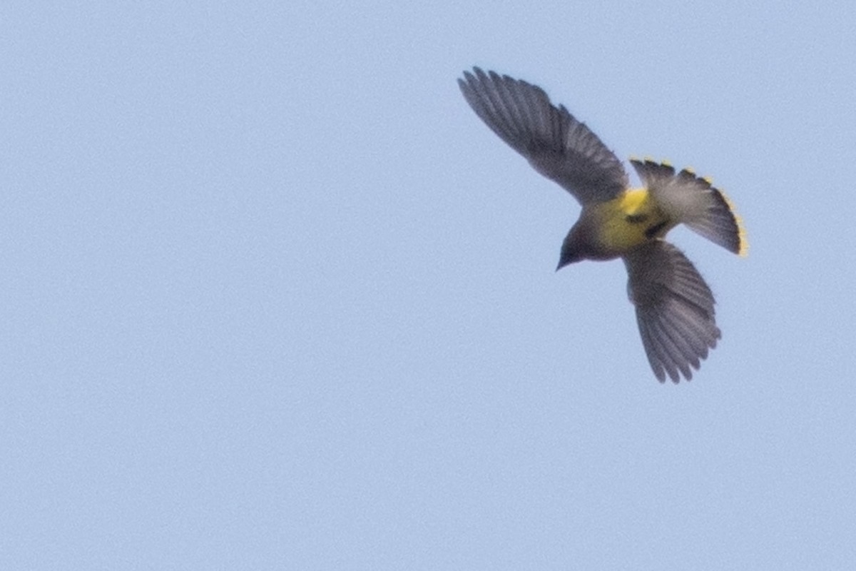 Cedar Waxwing - Michael Bowen