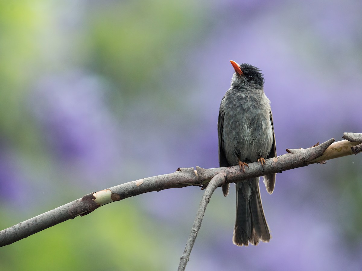 Malagasy Bulbul - ML262043621