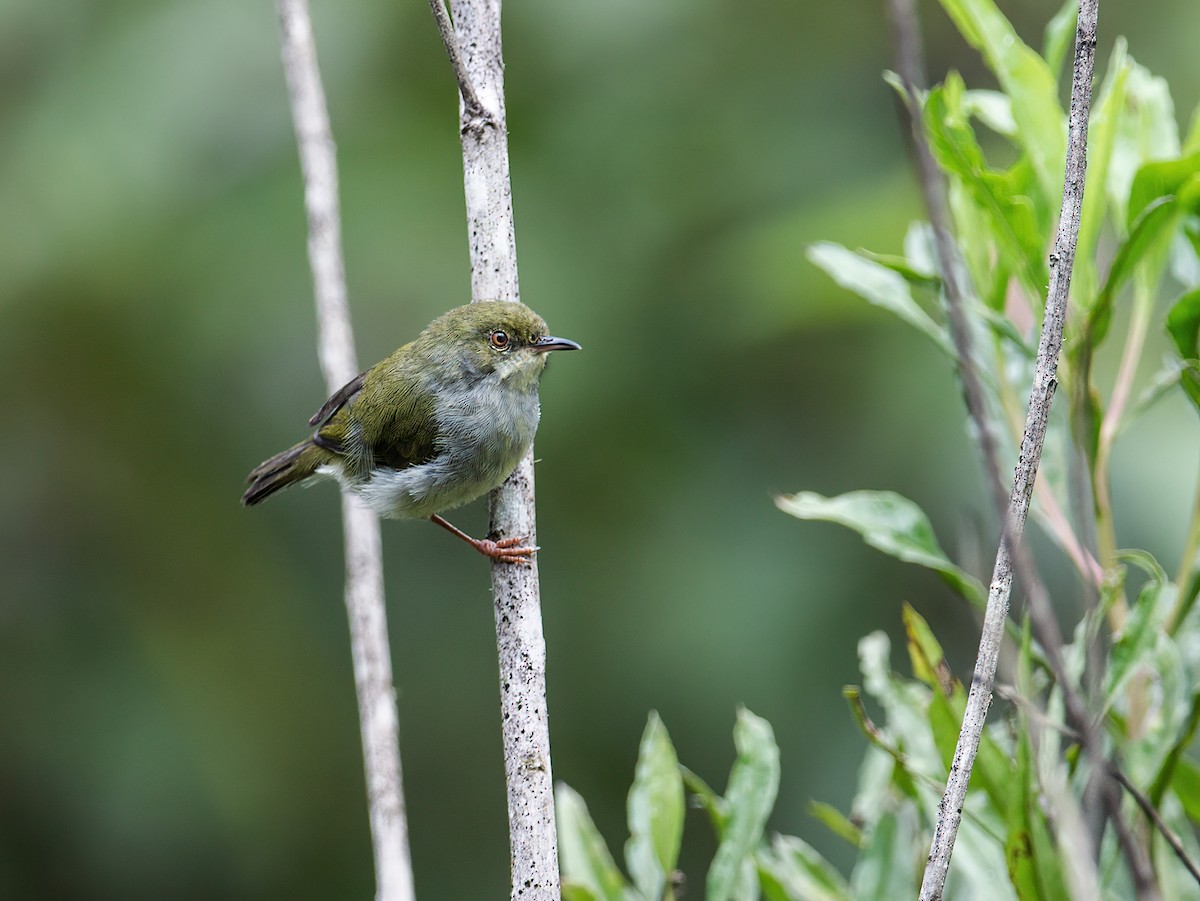 Green Jery - ML262044391