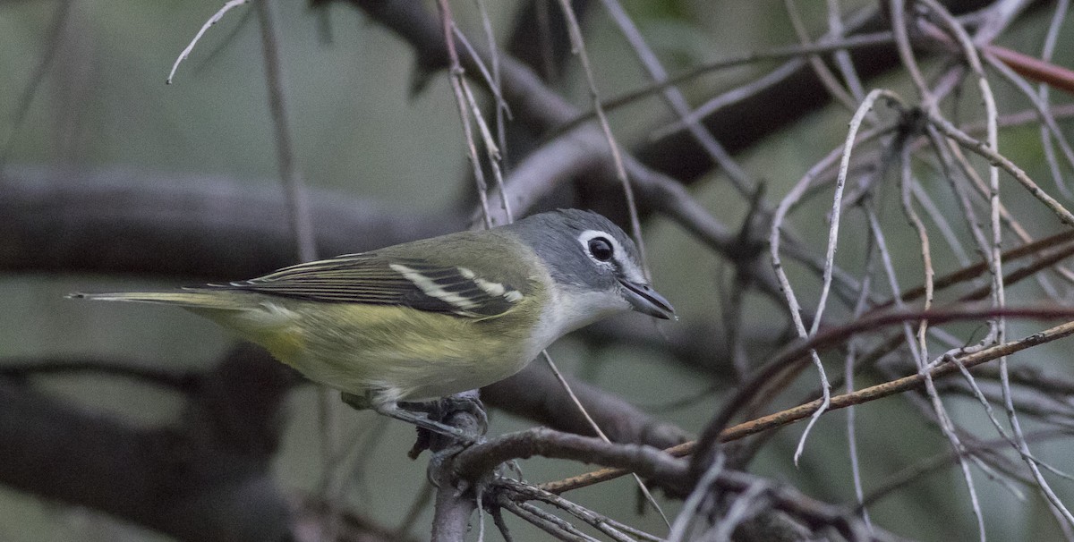 Vireo Solitario - ML262048551