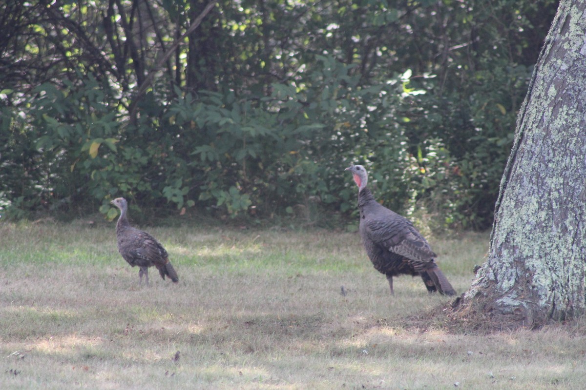 Wild Turkey - ML262049301