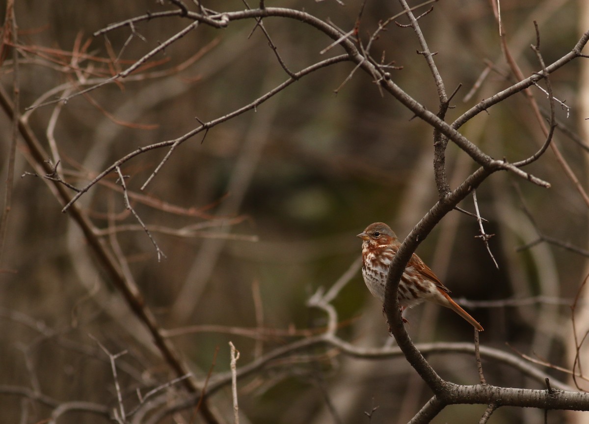 Fox Sparrow (Red) - ML26205081