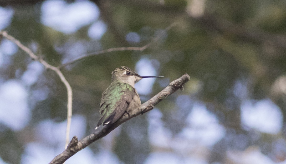 Ruby-throated Hummingbird - Caleb Putnam