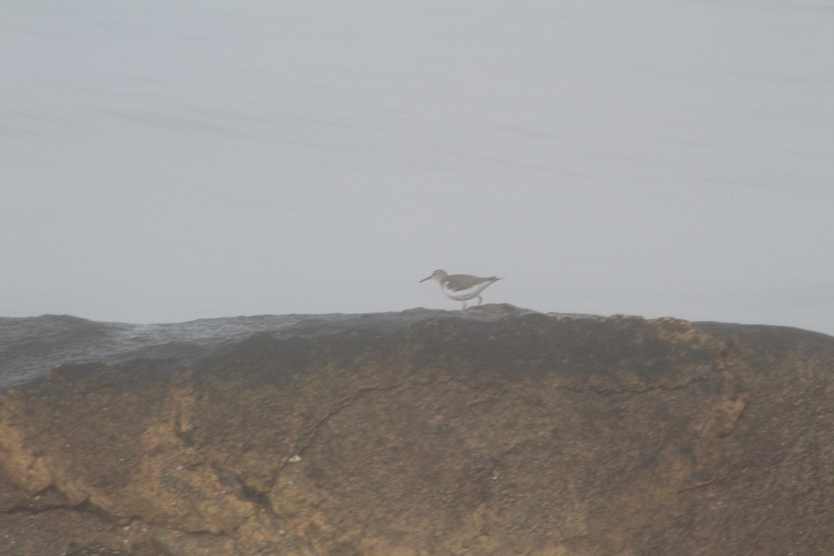 Spotted Sandpiper - ML262051581