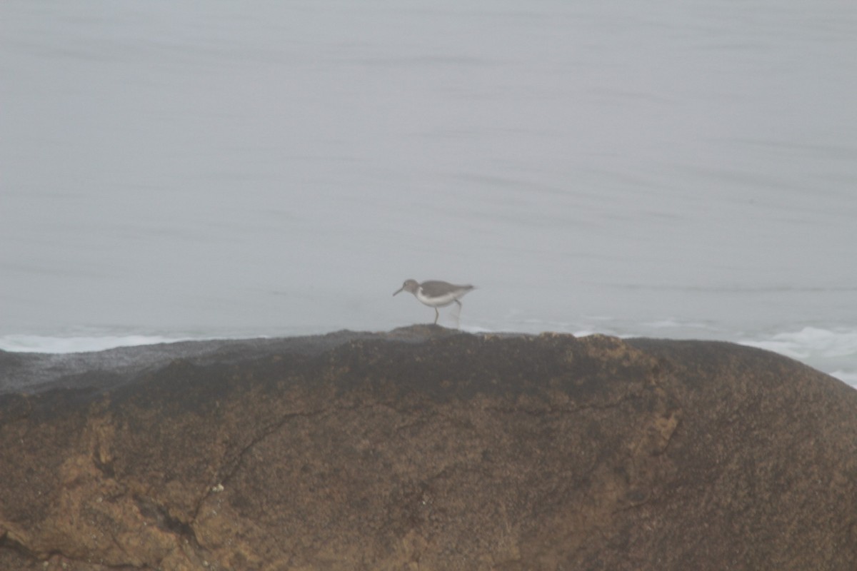Spotted Sandpiper - ML262051621