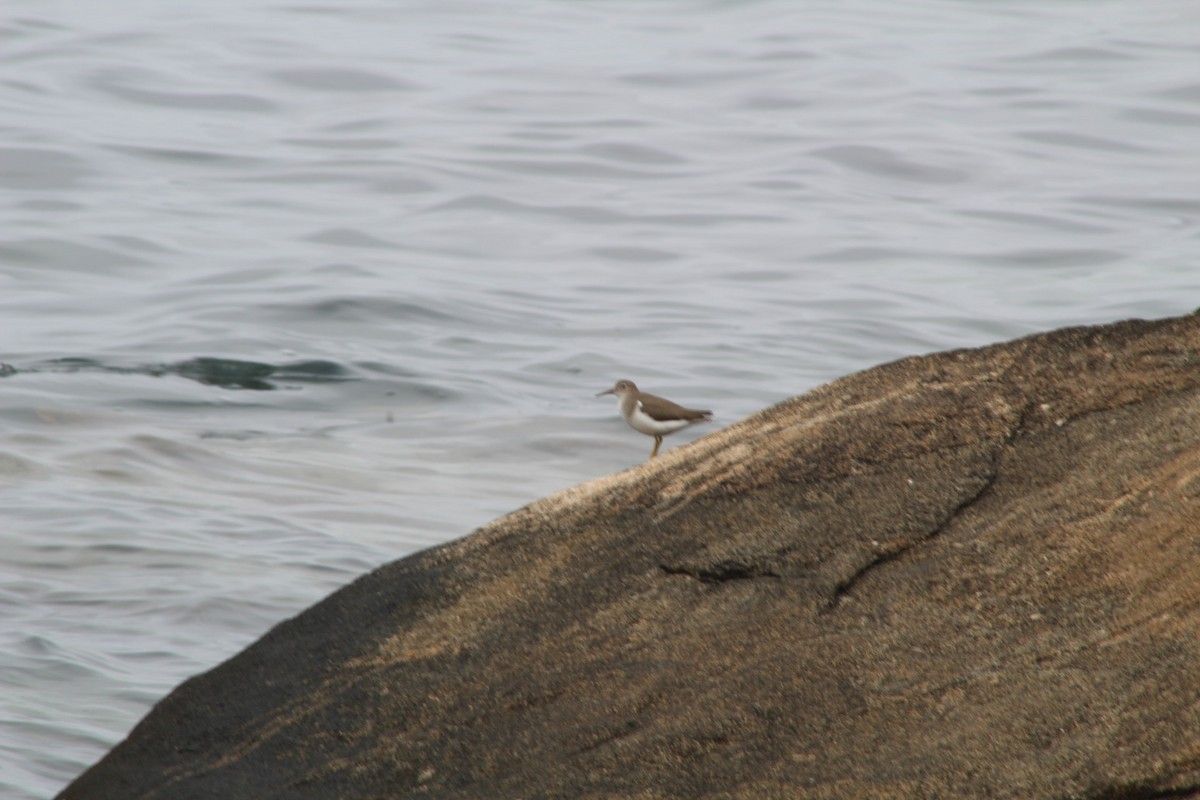 Spotted Sandpiper - ML262051661