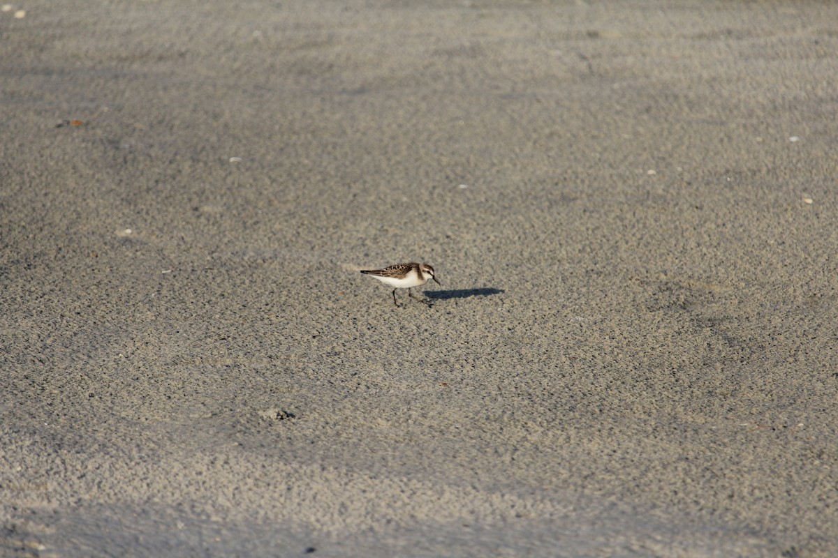 Semipalmated Sandpiper - ML262053411