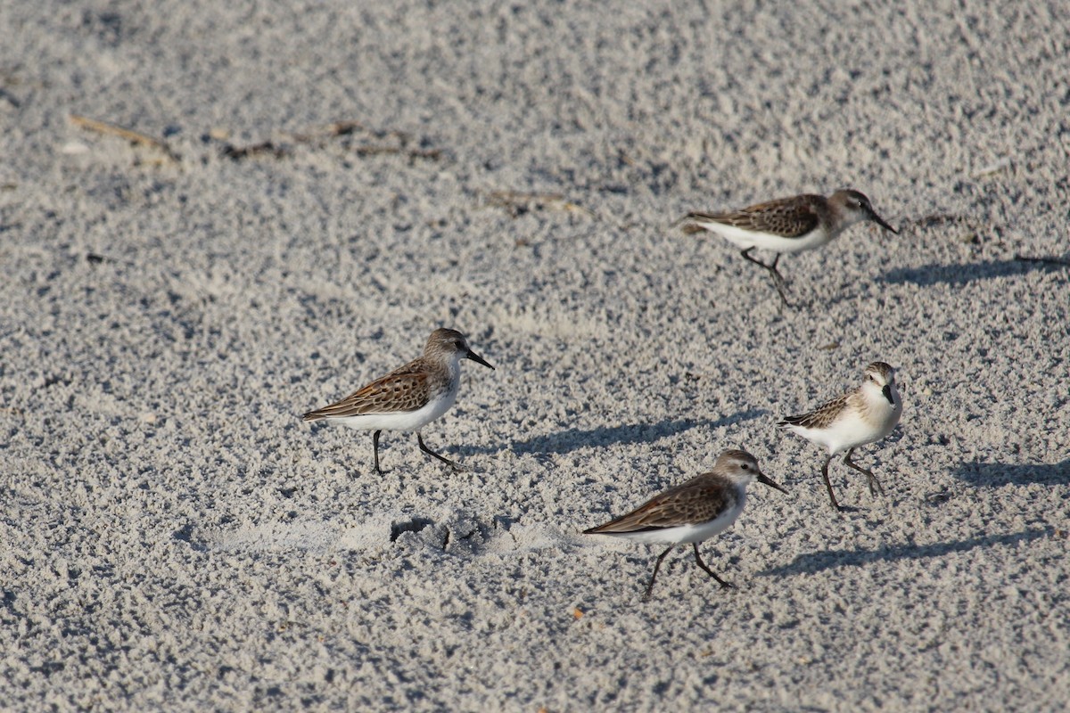 Western Sandpiper - Jim Herkert