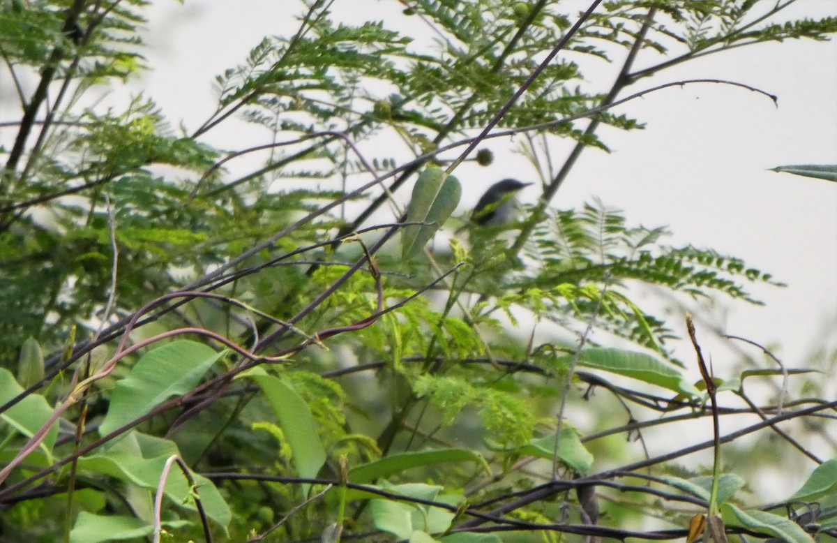 Gray-breasted Prinia - ML262054041