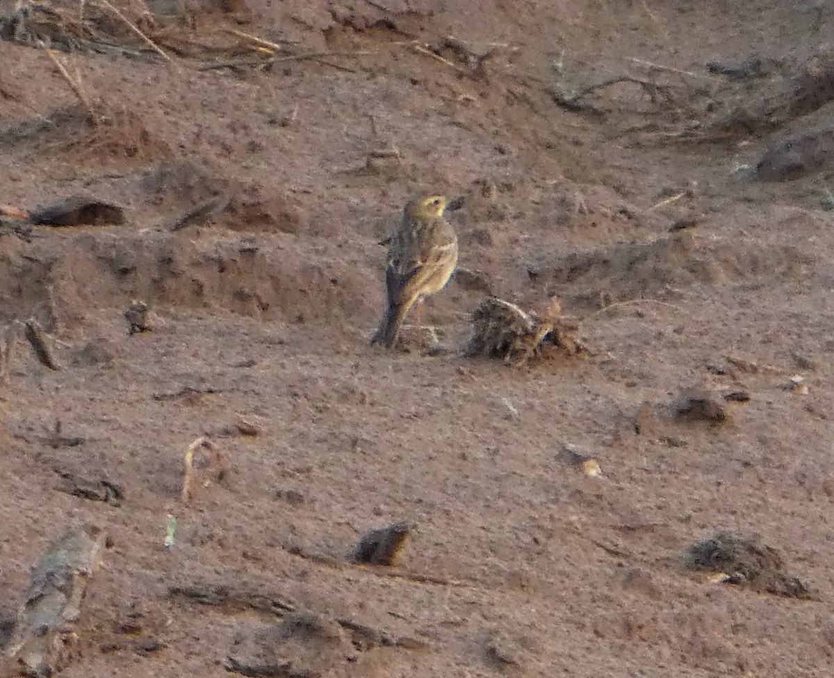 Дорнын болжмор - ML262054341