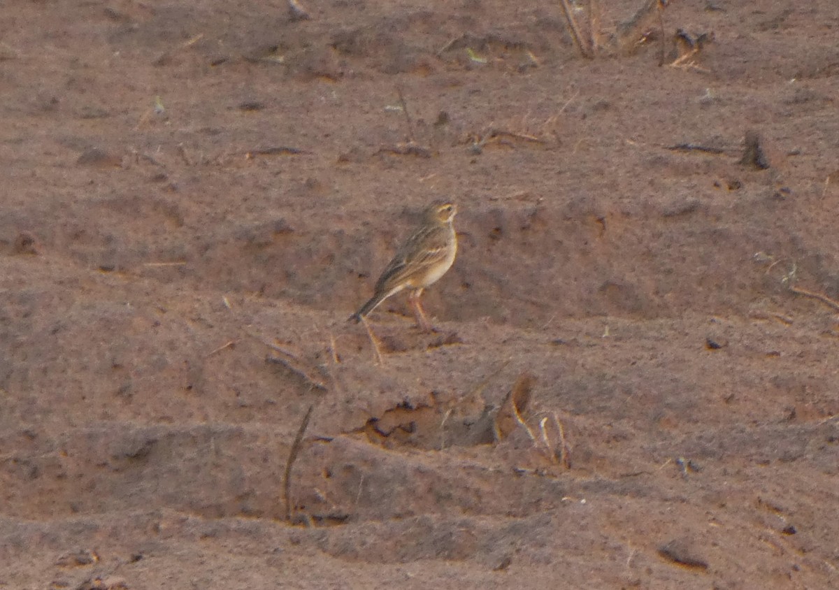 Дорнын болжмор - ML262054411