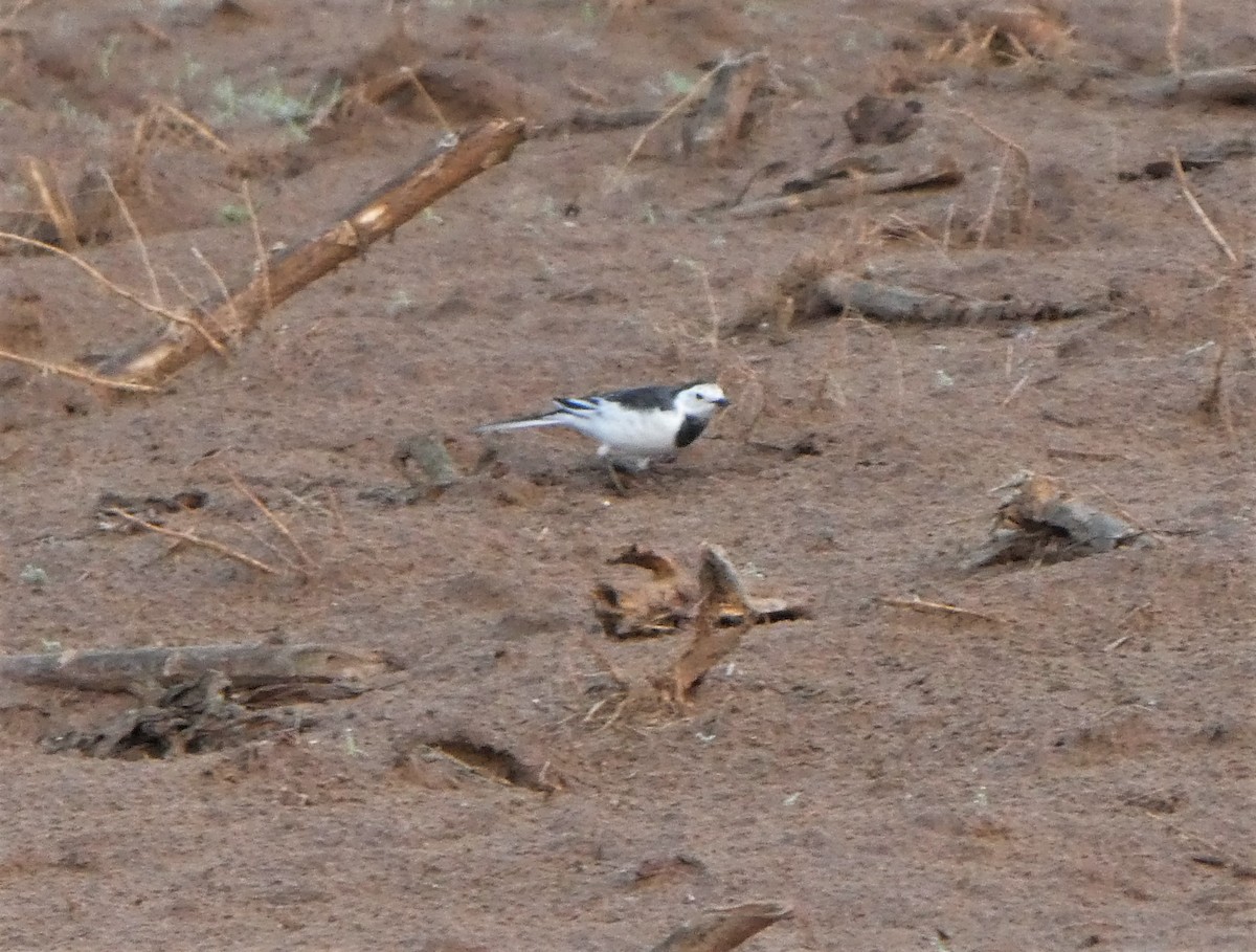 Хөх цэгцгий - ML262054511