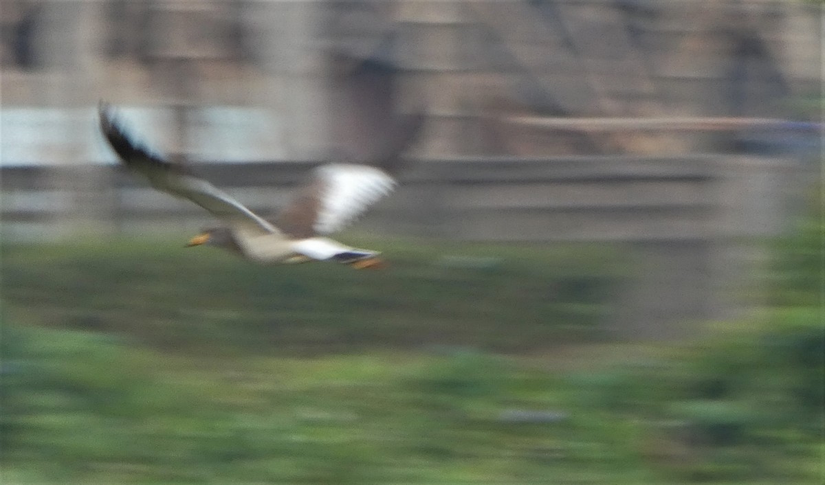 Саарал хавтгаалж - ML262054711