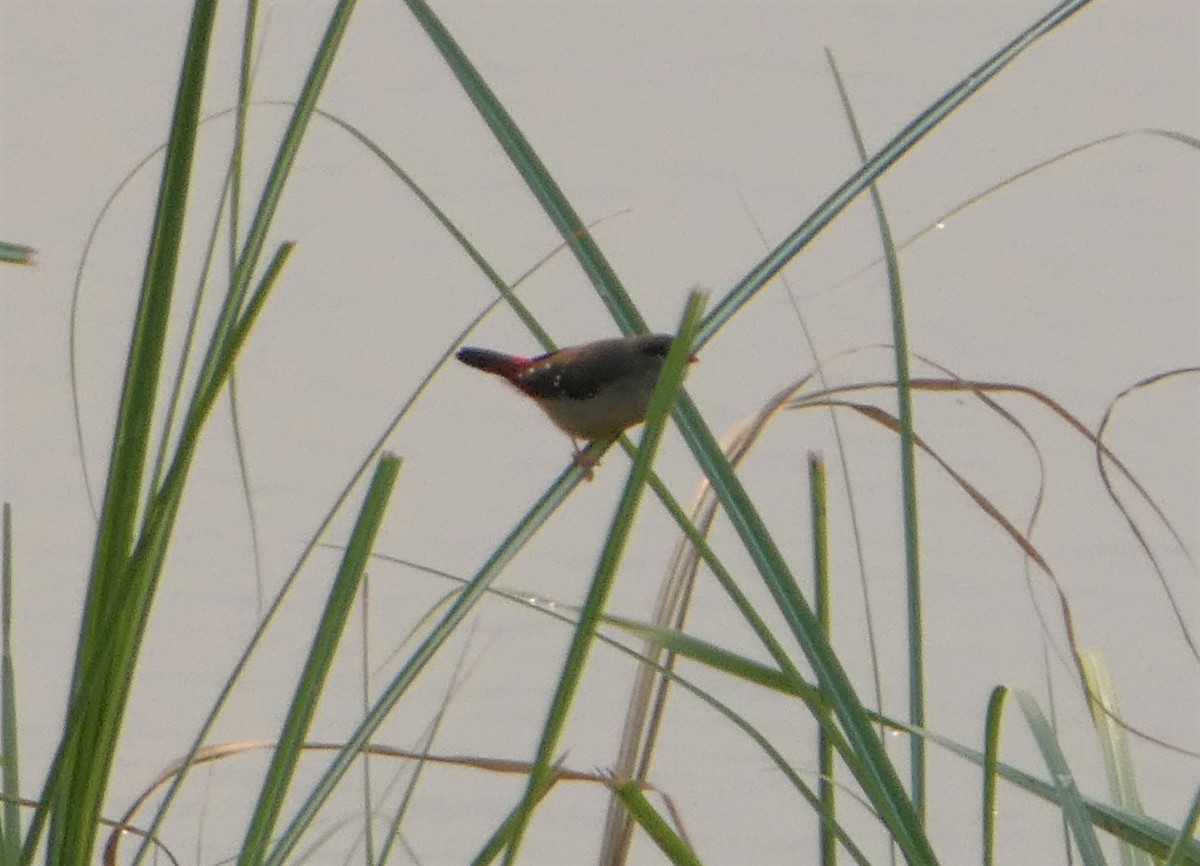 Red Avadavat - ML262055071