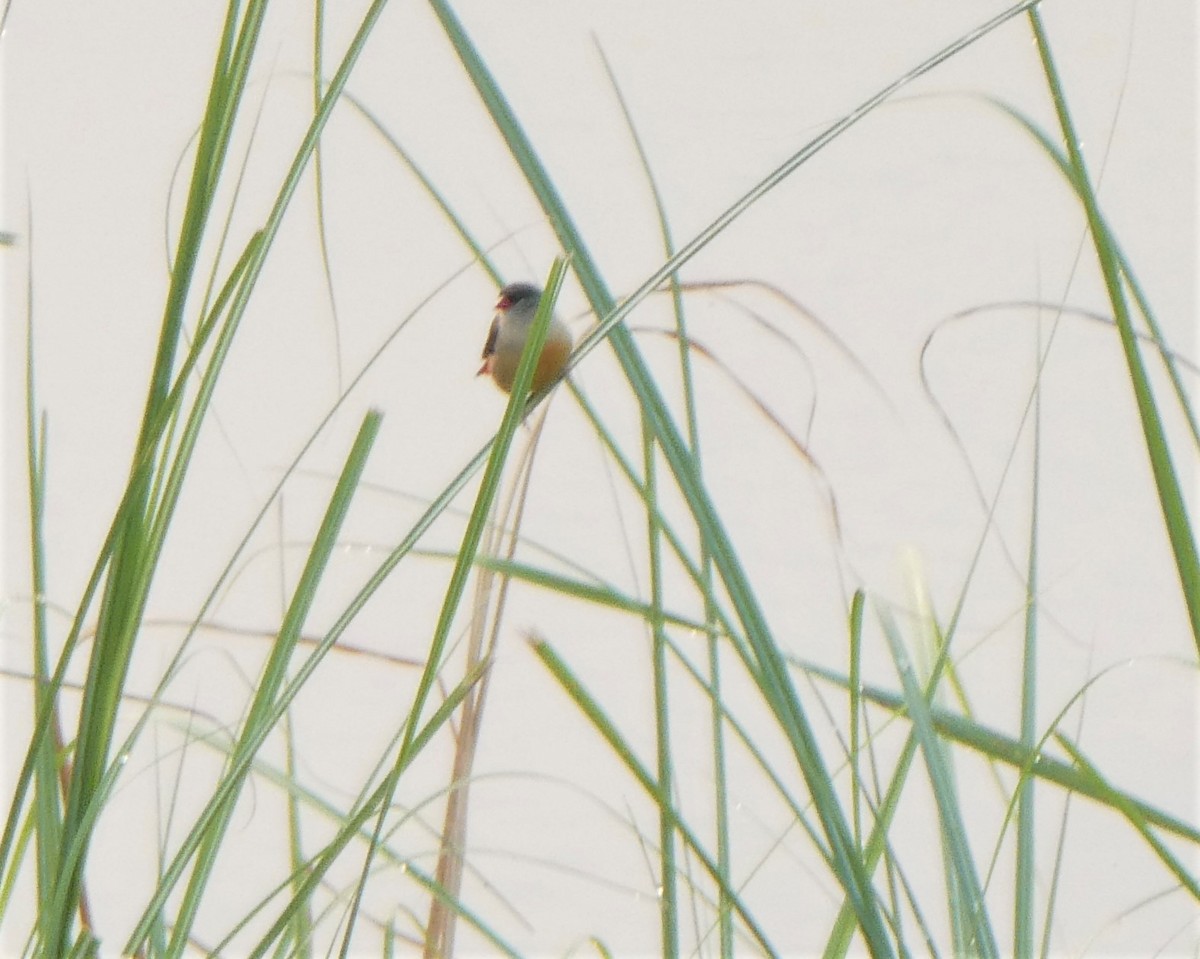 Red Avadavat - ML262055421