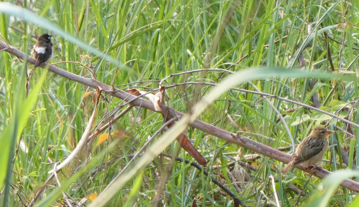 Baya Weaver - ML262055881